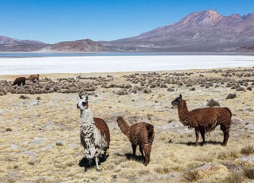 Full day tour to Salinas lagoon from Arequipa. Arequipa, PERU