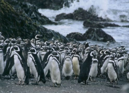 CHILOE ISLAND; ANCUD AND PINGUINS OF PUIHUIL. Puerto Varas, CHILE