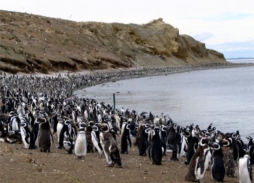 MAGDALENA ISLAND PENGUIN COLONY, 