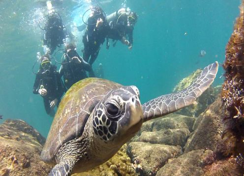 Diving In Arraial Do Cabo, 