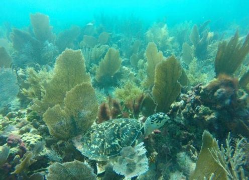 Snorkeling in San Juan de Puerto Rico. , PUERTO RICO