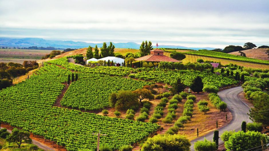 Excursion in San Francisco to know Redwoods  and Wines, San Francisco, CA, UNITED STATES