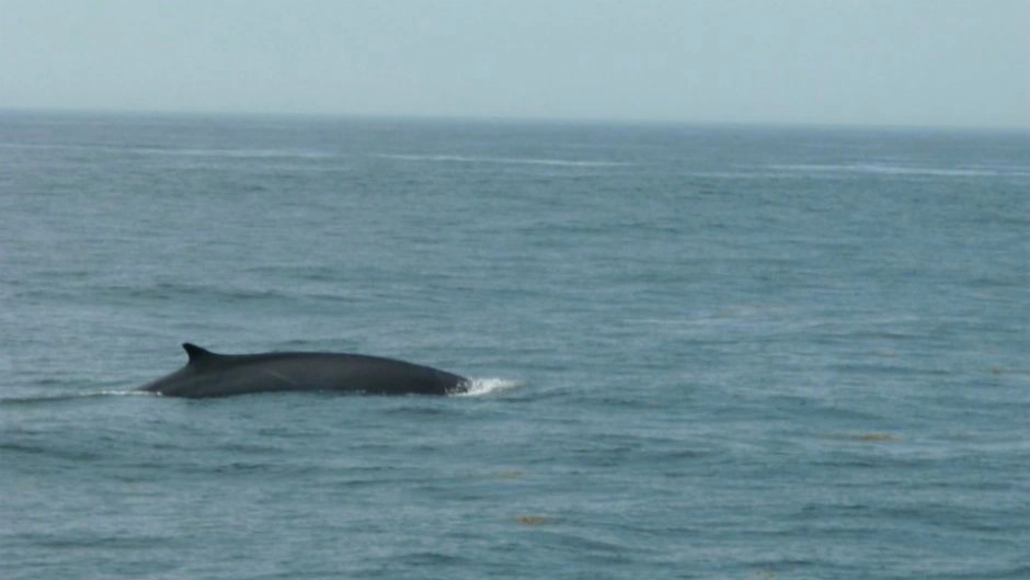 Chanaral  de Aceituno Tour  (Whale watching), La Serena, CHILE