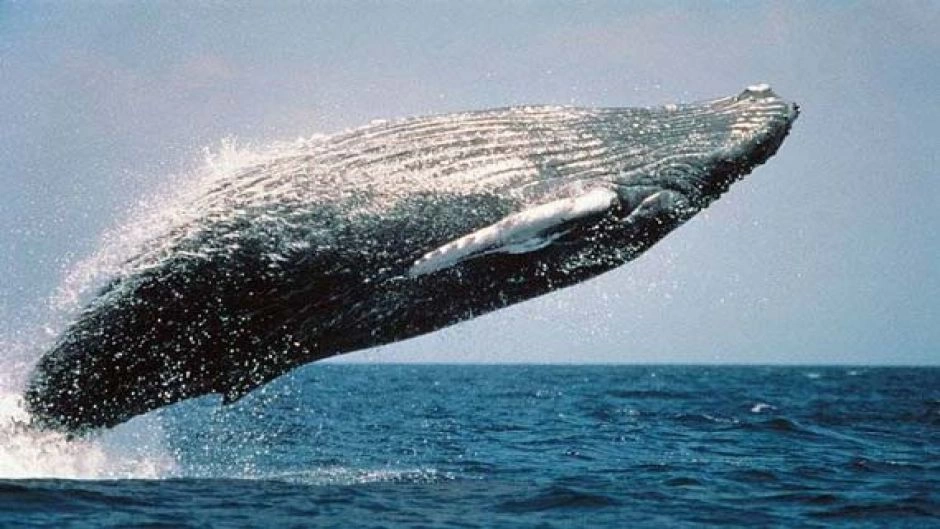 Chanaral  de Aceituno Tour  (Whale watching), La Serena, CHILE