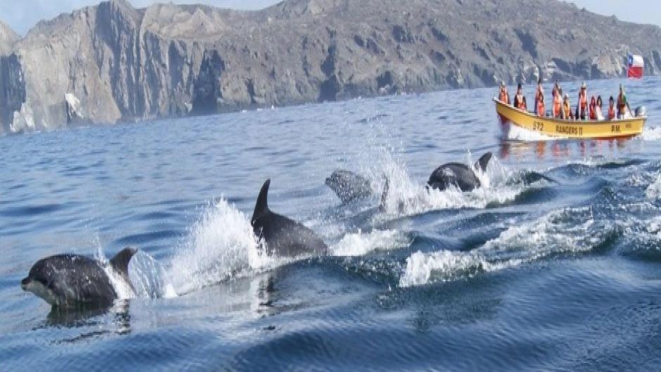 Chanaral  de Aceituno Tour  (Whale watching), La Serena, CHILE