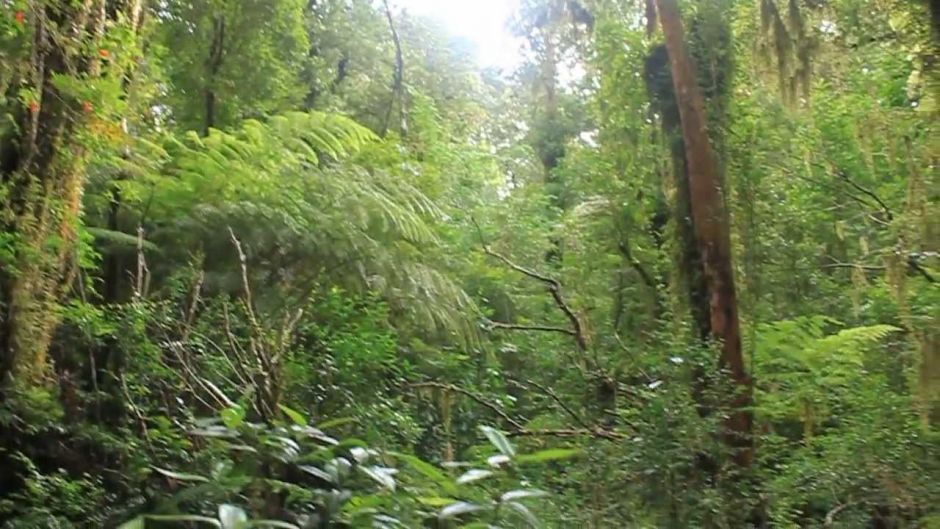 PATHWAYS OF CHUCAO - TREKKING / CANOPY, Valdivia, CHILE