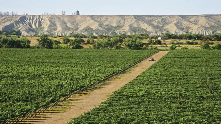 Wine Route , LimariÂ­ Valley., La Serena, CHILE