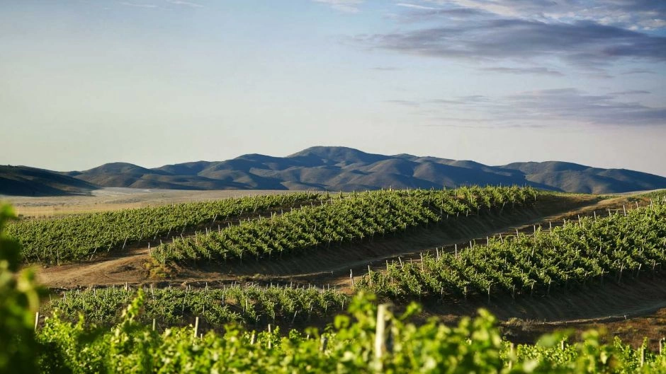 Wine Route , LimariÂ­ Valley., La Serena, CHILE