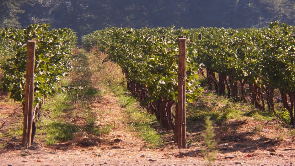 Wine Tour - Cousino Macul Vineyard, Santiago, CHILE