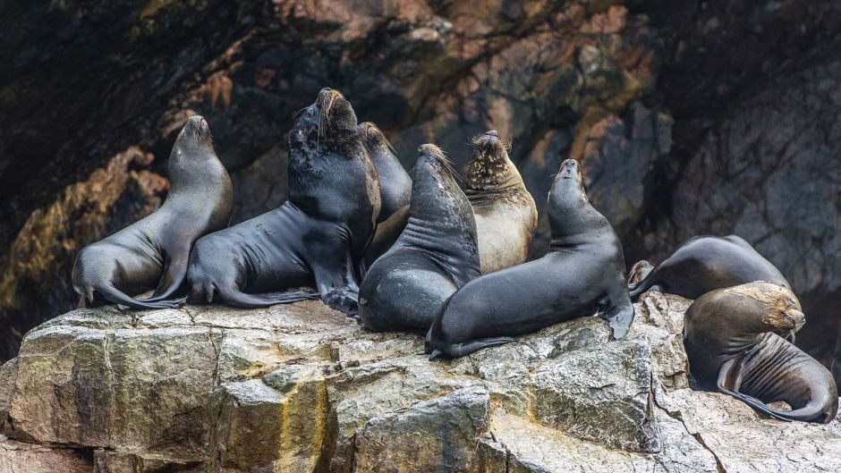 Tour to the Ballestas Islands, Paracas, PERU