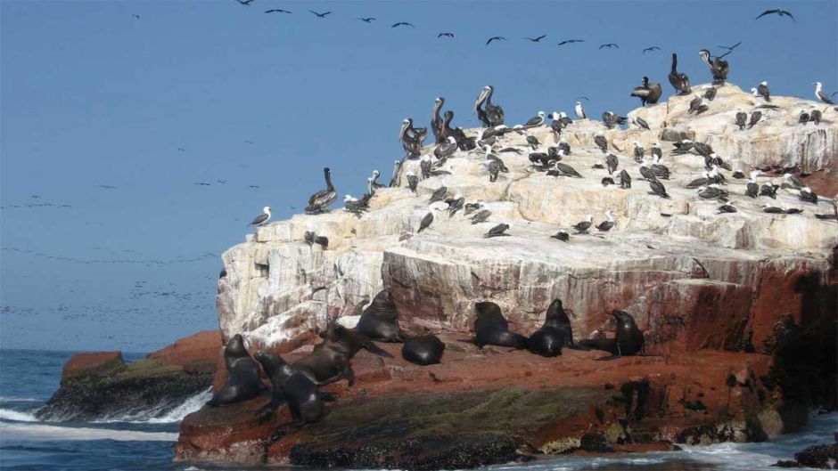 Tour to the Ballestas Islands, Paracas, PERU