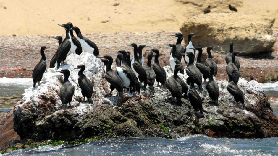 Excursion Nature Reserve of Paracas, Paracas, PERU