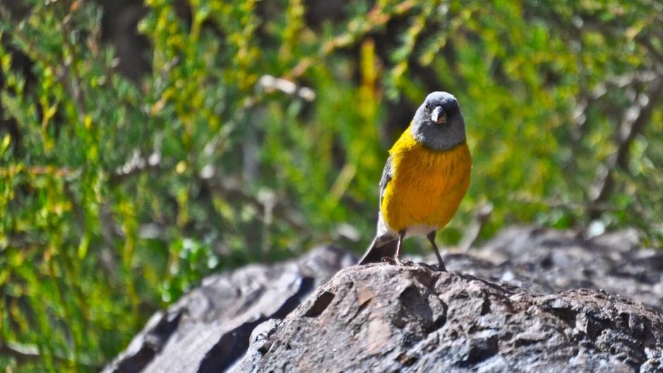 Photographic Safari by plaster reservoir and CajÃ³n del Maipo, Santiago, CHILE