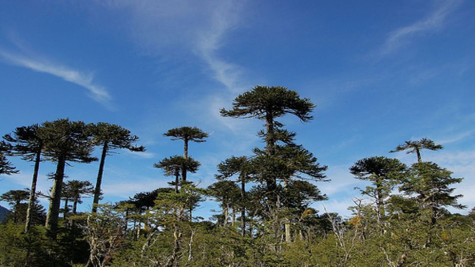 CONGUILLIO NATIONAL PARK TREKKING , Pucon, CHILE