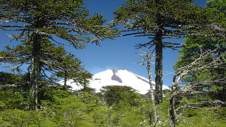 CONGUILLIO NATIONAL PARK TREKKING , Pucon, CHILE