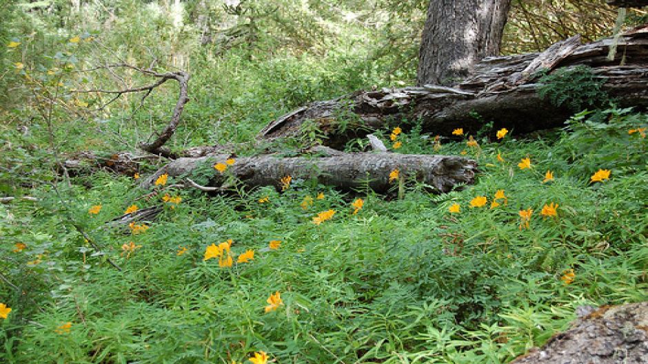 CONGUILLIO NATIONAL PARK TREKKING , Pucon, CHILE