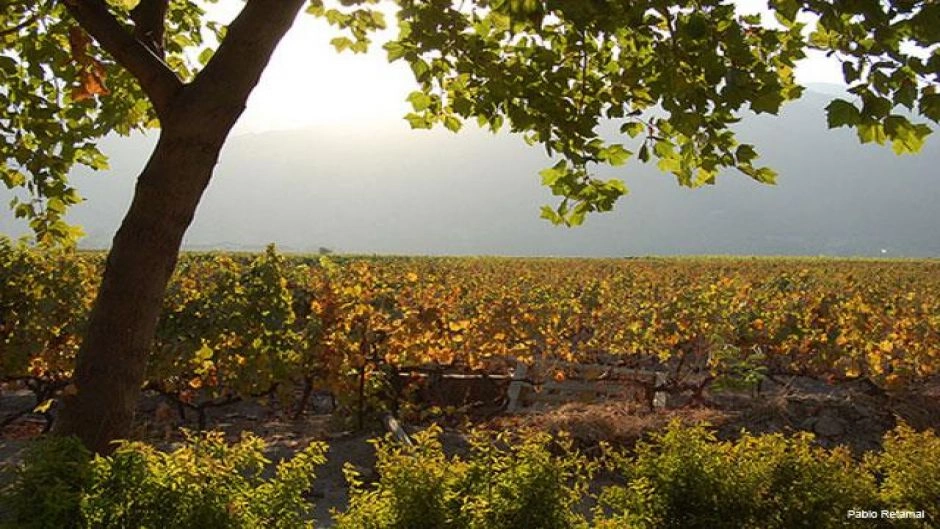 WINE TOUR - COLCHAGUA VALLEY, Santiago, CHILE