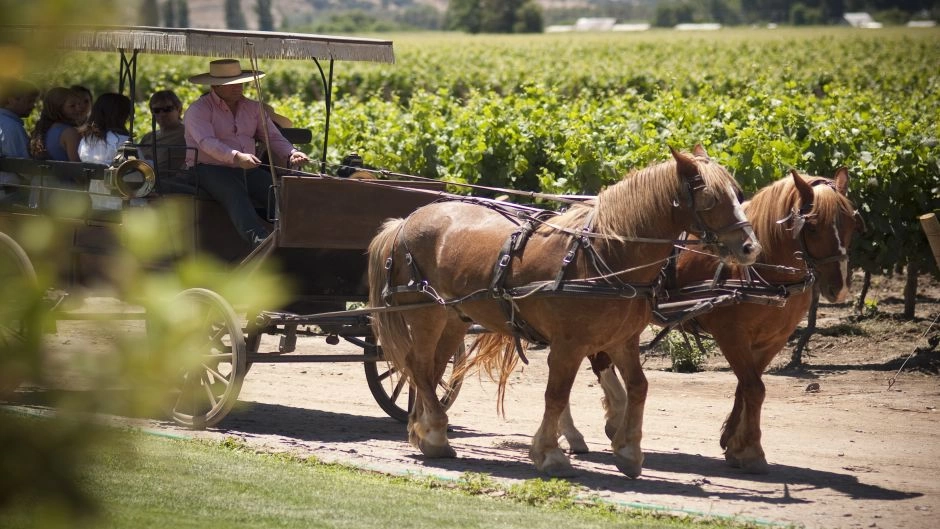 WINE TOUR - COLCHAGUA VALLEY, Santiago, CHILE