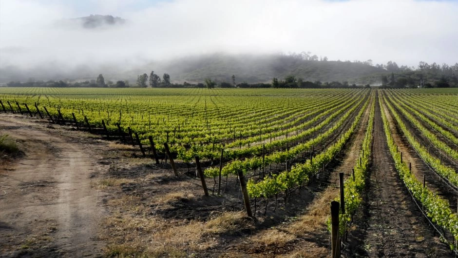 CASABLANCA VALLEY WINE TOUR, Santiago, CHILE