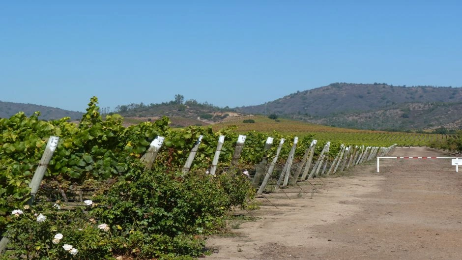 CASABLANCA VALLEY WINE TOUR, Santiago, CHILE