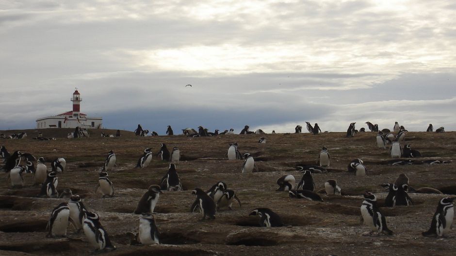MAGDALENA ISLAND PENGUIN COLONY, Punta Arenas, CHILE