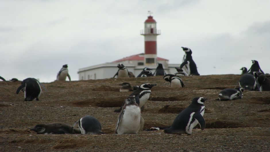 MAGDALENA ISLAND PENGUIN COLONY, Punta Arenas, CHILE