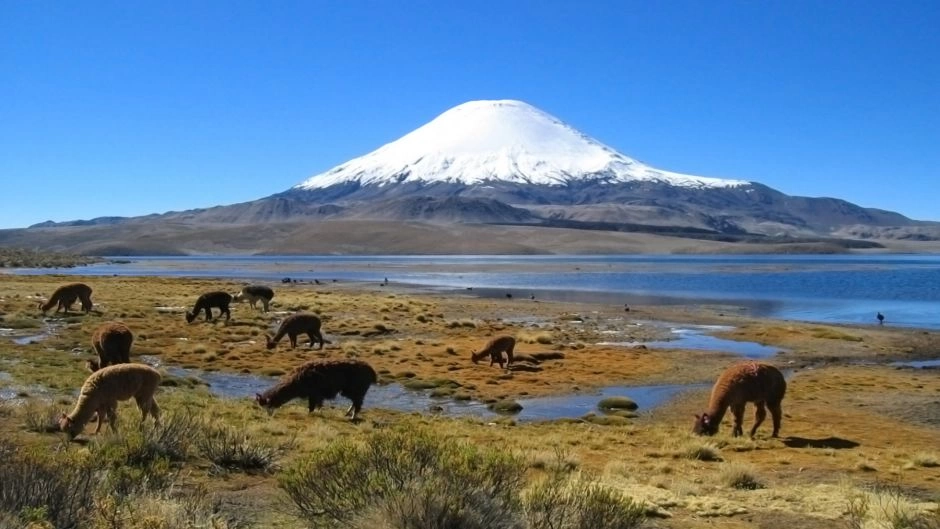 LAUCA NATIONAL PARK / CHUNGARA LAKE, Arica, CHILE