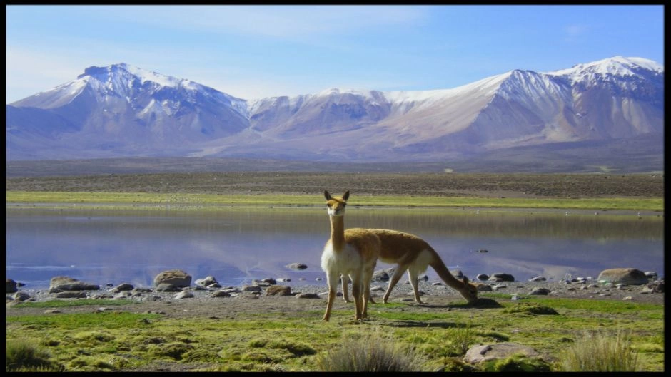 LAUCA NATIONAL PARK / CHUNGARA LAKE, Arica, CHILE