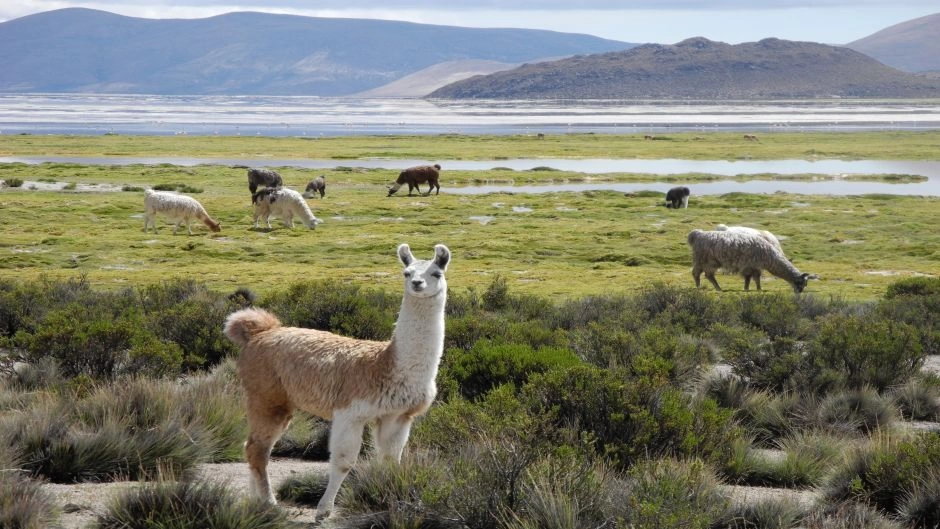 LAUCA NATIONAL PARK / CHUNGARA LAKE, Arica, CHILE