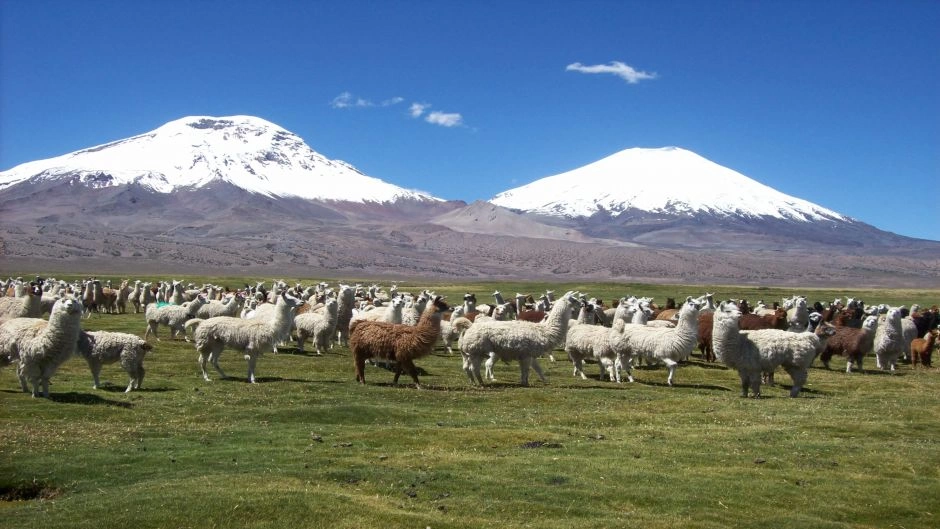 LAUCA NATIONAL PARK / CHUNGARA LAKE, Arica, CHILE