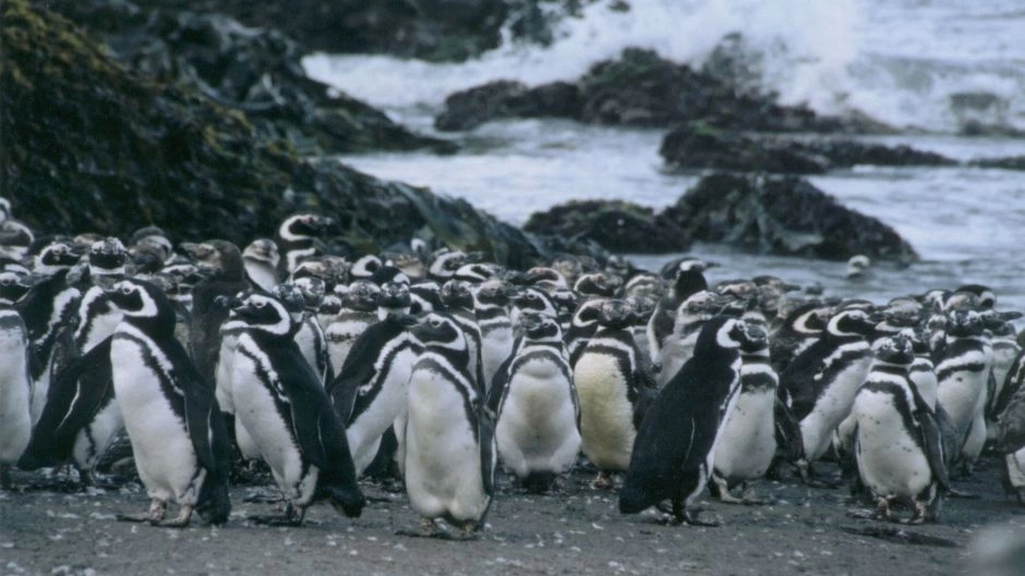 CHILOE ISLAND; ANCUD AND PINGUINS OF PUÃIHUIL, Puerto Varas, CHILE