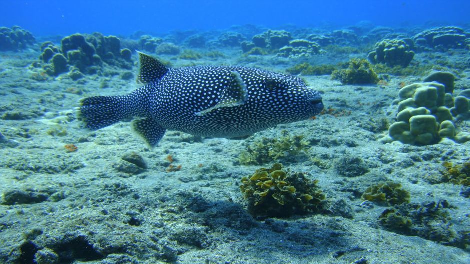 DIVING - INITIATIONBAPTISM ON EASTER ISLAND, Easter Island, CHILE