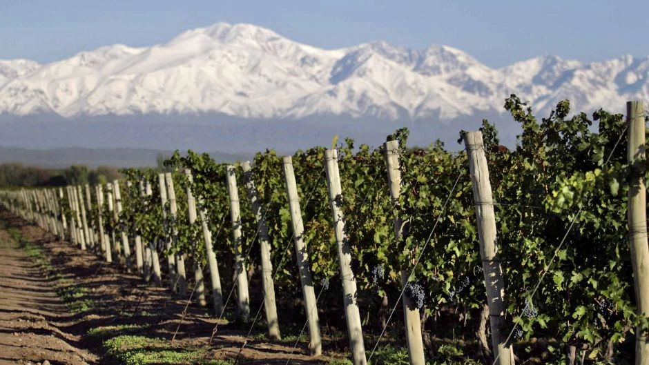 WINE TOUR 1/2 DAY IN MENDOZA, Mendoza, ARGENTINA