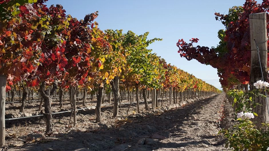 WINE TOUR 1/2 DAY IN MENDOZA, Mendoza, ARGENTINA