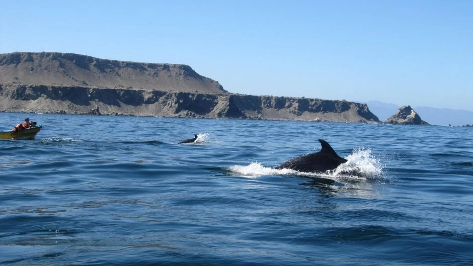  Full day visit Damas Island, Humbolt Penguin National Reserve, La Serena, CHILE