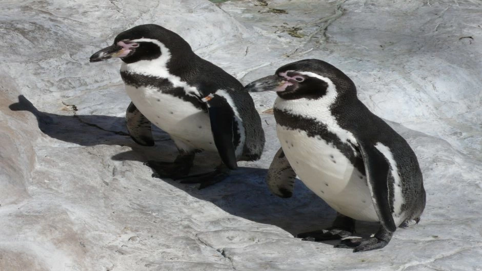  Full day visit Damas Island, Humbolt Penguin National Reserve, La Serena, CHILE