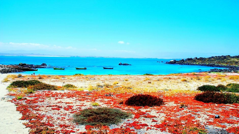  Full day visit Damas Island, Humbolt Penguin National Reserve, La Serena, CHILE