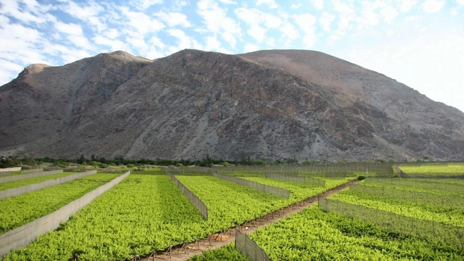 Elqui Valley tour, La Serena, CHILE