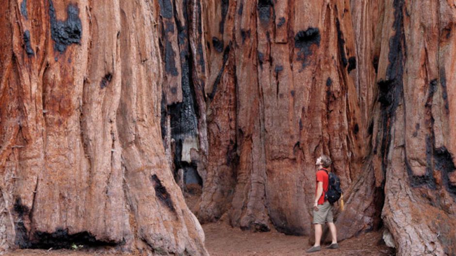 Yosemite and Giant Sequoias Tour, San Francisco, CA, UNITED STATES