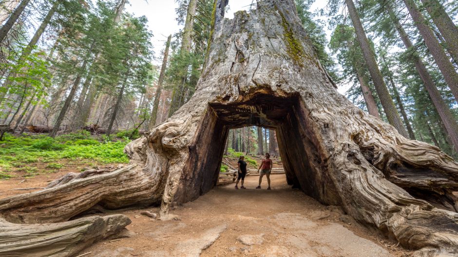 Yosemite and Giant Sequoias Tour, San Francisco, CA, UNITED STATES