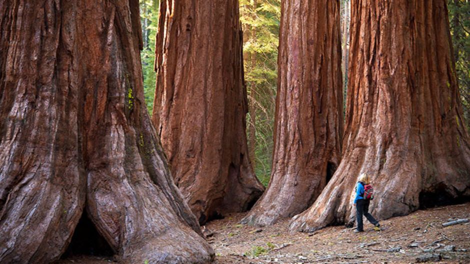 Yosemite and Giant Sequoias Tour, San Francisco, CA, UNITED STATES