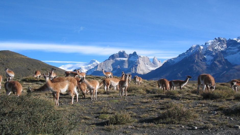 FULL DAY TOUR, TORRES DEL PAINE, Torres del Paine, CHILE