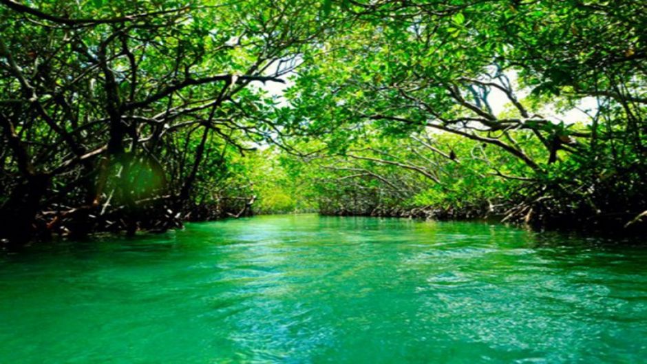 Boquilla Mangrove Morning Tour, Cartagena de Indias, COLOMBIA