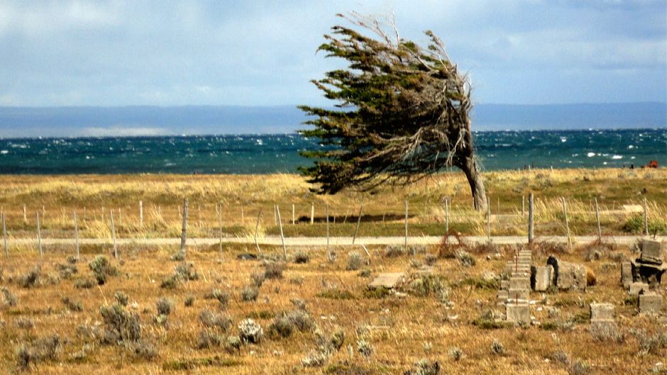 Tierra del Fuego and King Penguin Park, Punta Arenas, CHILE