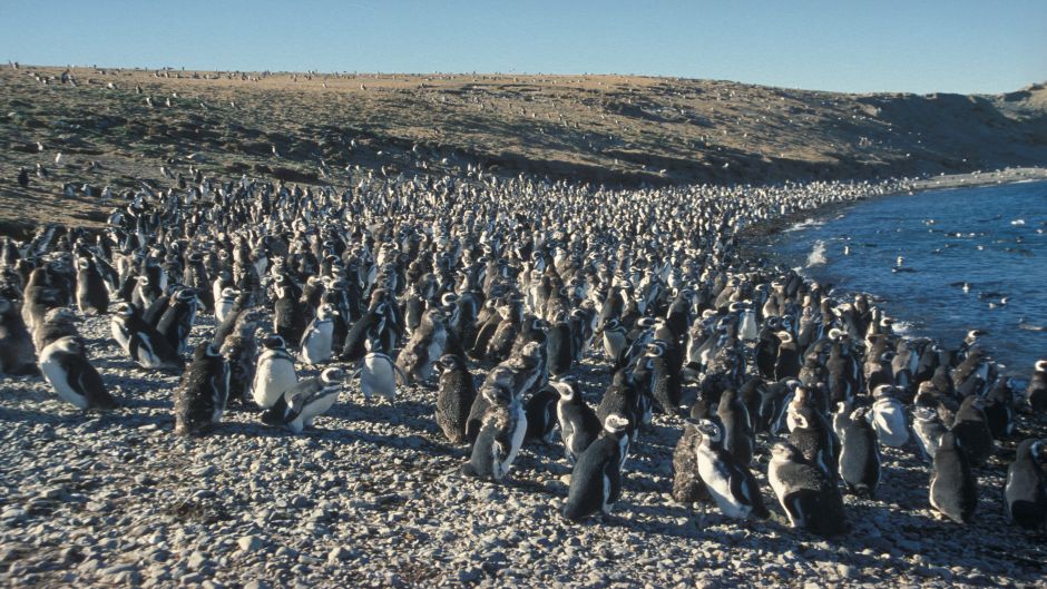 NAVIGATION TO PENGUINERAS FIORDOS DEL SUR II, Punta Arenas, CHILE