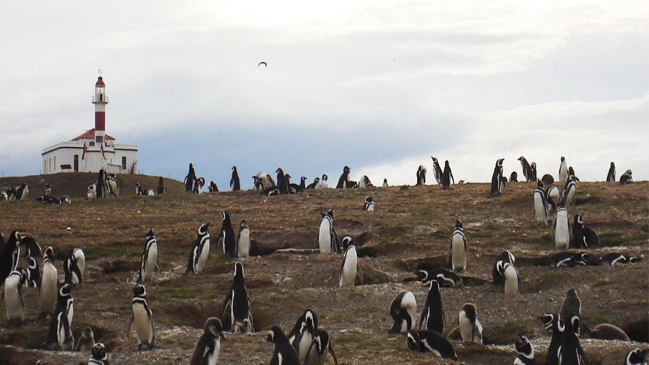 NAVIGATION TO PENGUINERAS FIORDOS DEL SUR II, Punta Arenas, CHILE