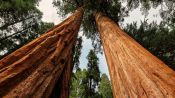 Excursion in San Francisco to know Redwoods  and Wines, San Francisco, CA, UNITED STATES