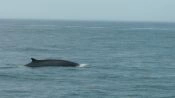 Chanaral  de Aceituno Tour  (Whale watching), La Serena, CHILE