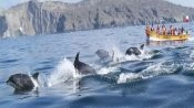 Chanaral  de Aceituno Tour  (Whale watching), La Serena, CHILE