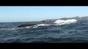 Chanaral  de Aceituno Tour  (Whale watching), La Serena, CHILE